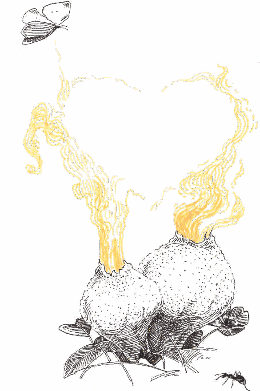 Ilustrace dvou pýchavek, z nichž stoupají plameny ve tvaru srdce, nad nimi motýl